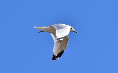 seagull in flight