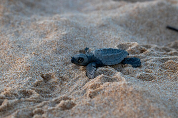 Émergence de tortues sur la plage en Guyane