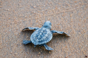 Émergence de tortues en Guyane