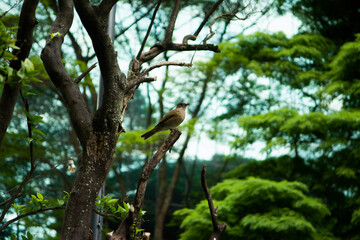 Passarinho dentro Casa das Rosas - Avenida Paulista - São Paulo