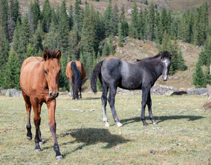 horse and foal