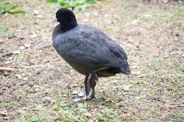 Waterfowl in St. James's Park in London. Swim in the water and walk on the grass in the park.