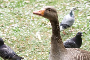 Waterfowl in St. James's Park in London. Swim in the water and walk on the grass in the park.