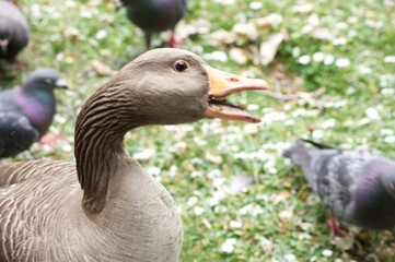 Waterfowl in St. James's Park in London. Swim in the water and walk on the grass in the park.