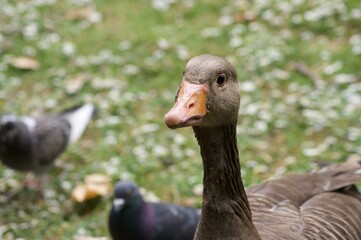 Waterfowl in St. James's Park in London. Swim in the water and walk on the grass in the park.