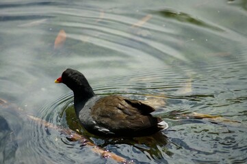 Waterfowl in St. James's Park in London. Swim in the water and walk on the grass in the park.