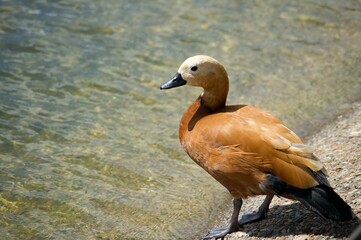 Waterfowl in St. James's Park in London. Swim in the water and walk on the grass in the park.