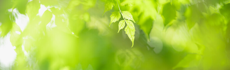 Fototapeta na wymiar Closeup of beautiful nature view green leaf on blurred greenery under sunlight background in garden with copy space using as background cover page concept.