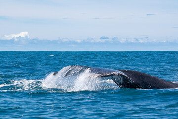 Fototapeta premium humpback tail