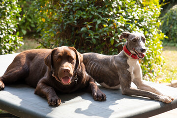 two friends Whippet and Labrador in the garden in summer