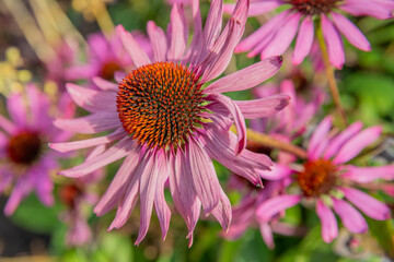 	Cone Flower close up shot