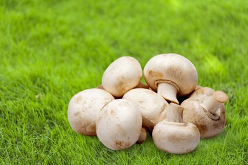 Fresh ripe mushrooms in the forest on a green grass.