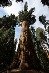 Looking up at ancient giant sequoia trees with a blue sky and white clouds
