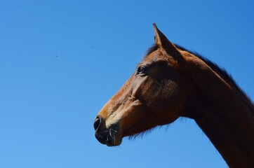 caballo, alazán, caballo puro, pura sangre, caballo árabe, caballo de raza, caballo joven , lindo, bonito, tierno, tierra azul, sur, patagónico, campos, tierra, montana, cerros, lagos, vertientes, hot
