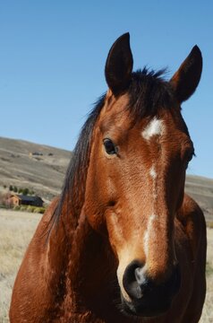 caballo, alaz&aacute;n, caballo puro, pura sangre, caballo &aacute;rabe, caballo de raza, caballo joven , lindo, bonito, tierno, tierra azul, sur, patag&oacute;nico, campos, tierra, montana, cerros, lagos, vertientes, hot
