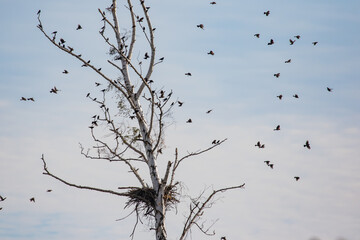 Red-Winged Blackbirds Congregate on Dead Snag Above Bald Eagle Nest in a Tidal Marsh