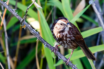 Song Sparrow on a Dead Blackberry Bramble in Interesting Light