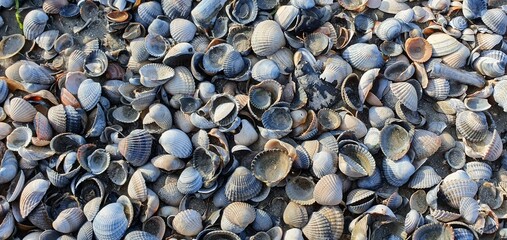 Muschelstrand in der Norderney