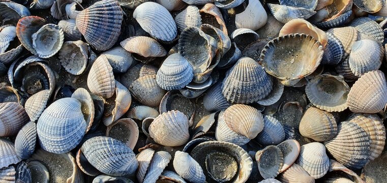 Muschelstrand in der Norderney
