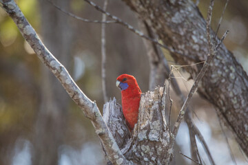 Crimson Rosella. Australian native parrot. Australian fauna. 