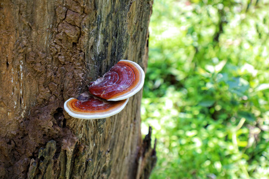 Fomitopsis pinicola is a widespread wood-eating medicinal mushroom who goes by the common names Red-belted Conk and Red-banded Polypore