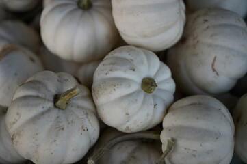 pumpkins on the market