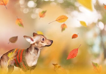 Naklejka premium Cute happy pet dog puppy with leaves. Orange golden autumn fall banner.