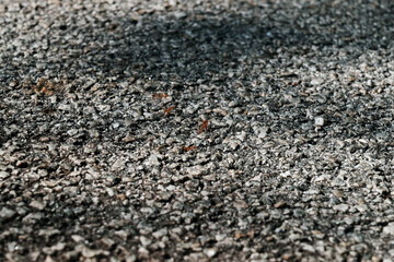 Red ants on road tar