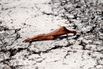 Dried leaf on road tar