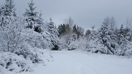 Fototapeta premium Winter Wonderland in Washington State. The forest is covered in snow. 