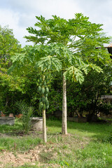 Papaya tree in backyard area.