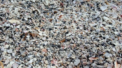 Close up of Mixed Broken Shells with Sand Background in Florida