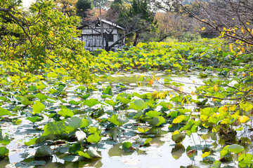 Lotus leaves in Genji-ike Pond of Tsurugaoka Hachiman-gu, Kamakura