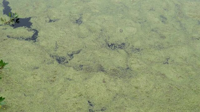 Duckweed heaving on water surface