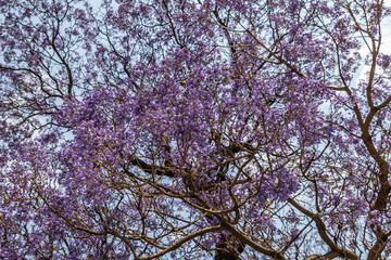 Jacaranda Acercamiento