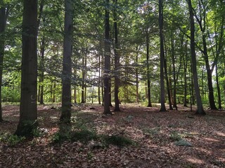 footpath in the woods