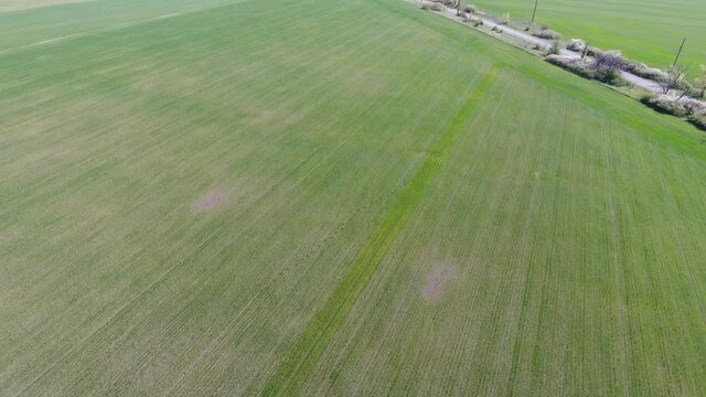 Drone view of a field of winter wheat spoiled by pests