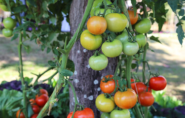Closeup of fresh organic tomato in the garden.