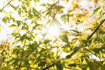 Yellow autumn leaves with the sunlight, background textures