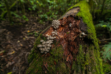 Hongos en el bosque