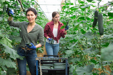 Women picking cucumbers from shrubs in large warm house