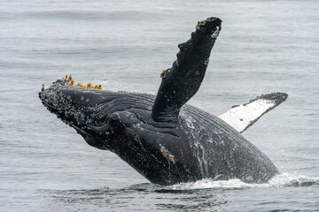 Humpback whale breaching in Monterey Bay California - obrazy, fototapety, plakaty