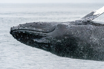 Humpback whale breaching in Monterey Bay California - obrazy, fototapety, plakaty