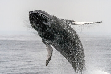 Humpback whale breaching in Monterey Bay California