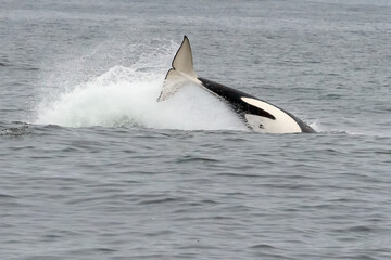 Orca whale tail slapping © kcapaldo