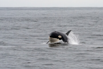 Orca whale breaching and jumping out of water