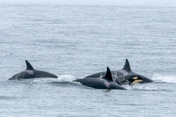 Three orca whales moving across top of water.