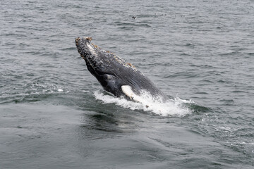 Humpback whale breaching in Monterey Bay California