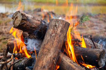 bonfire made of pine sticks and branches is burning with bright orange warm warming flame with shining sparks, in open forest in nature for camping.