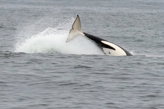 Orca whale tail slapping